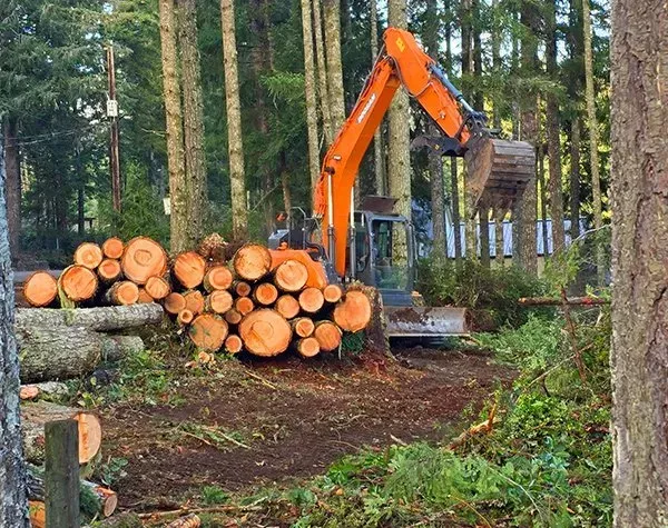 Wood chips cover a cleared area near trees; piles of dirt and logs are visible.