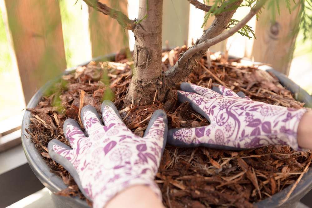 A Person Wearing Purple Gloves Is Planting A Tree In A Pot — HKL Landscape Supplies in Bulahdelah, NSW