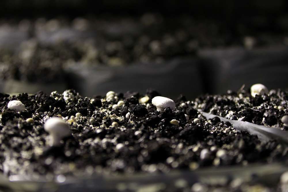 A Close Up Of A Pile Of Dirt With Mushrooms Growing Out Of It — HKL Landscape Supplies in Forster, NSW