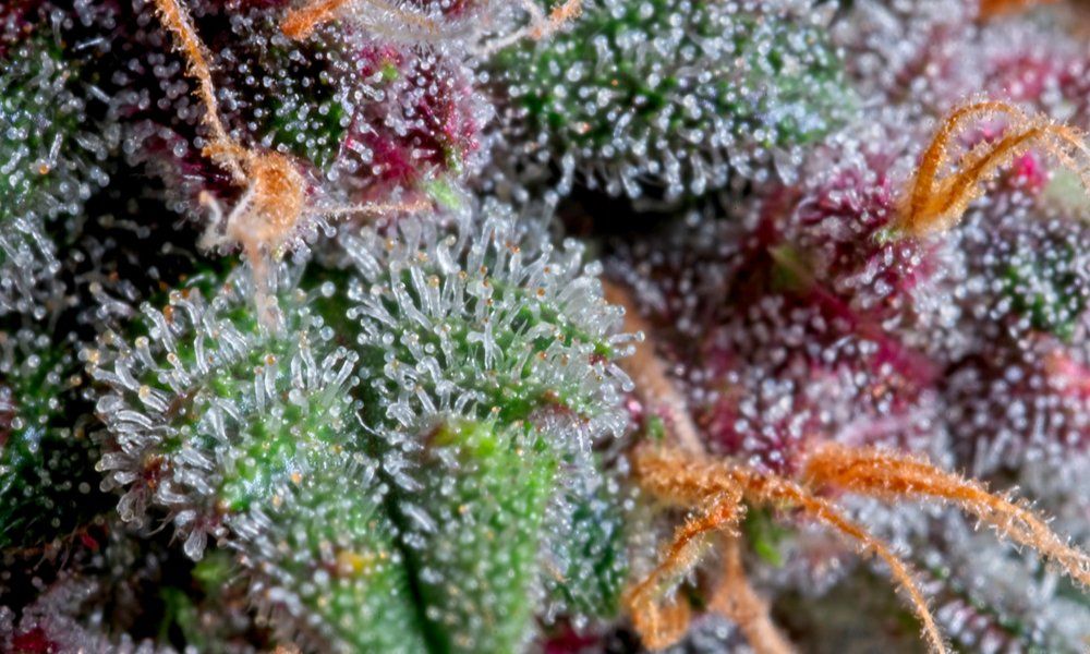 trichomes or mold