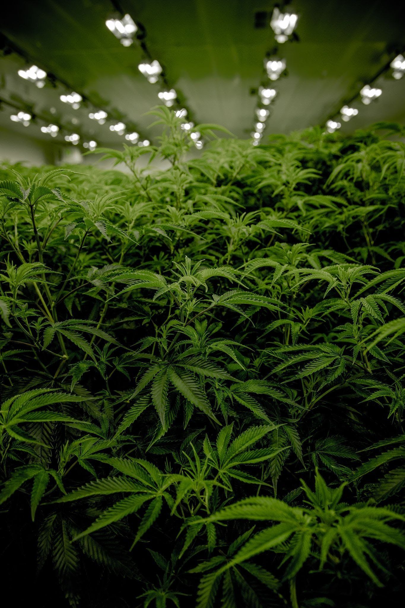 indoor cannabis
