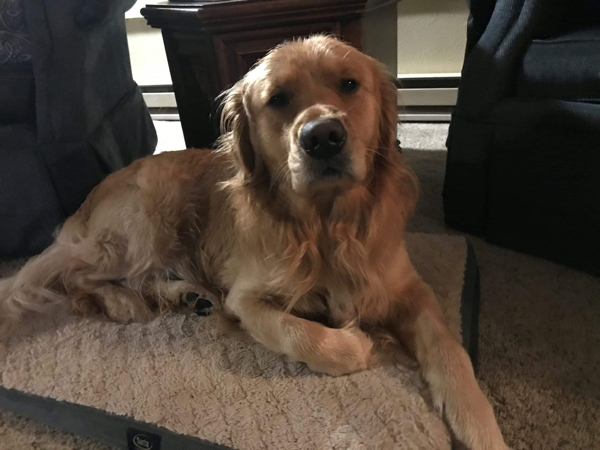 A dog is laying on a dog bed in a living room.