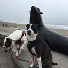 Two dogs are sitting next to a seal on the beach.