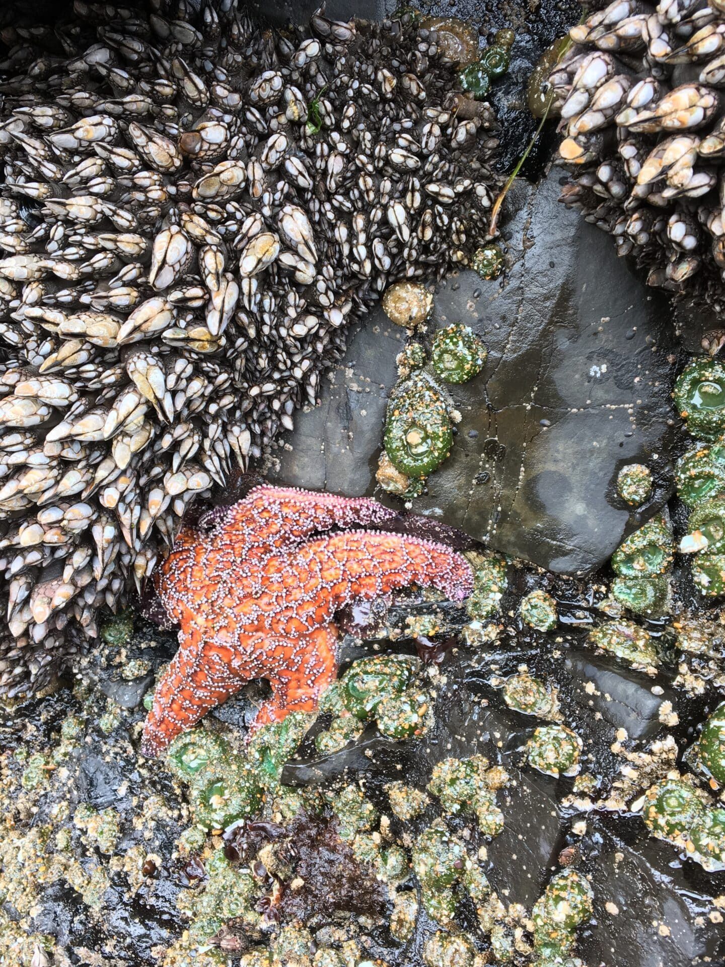 A starfish is sitting on top of a rock surrounded by seaweed.