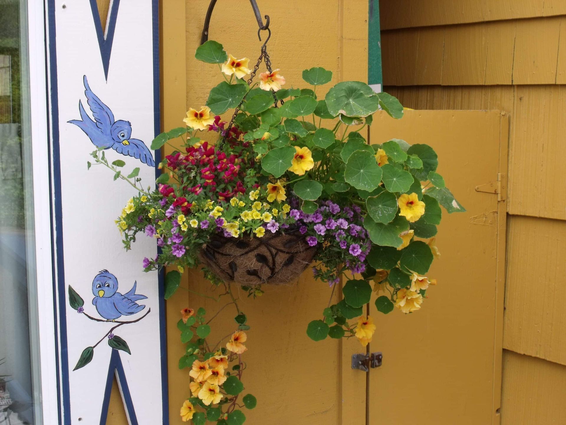 A hanging basket of flowers hangs on a yellow wall
