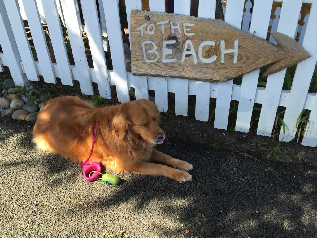 A dog is laying in front of a sign that says to the beach