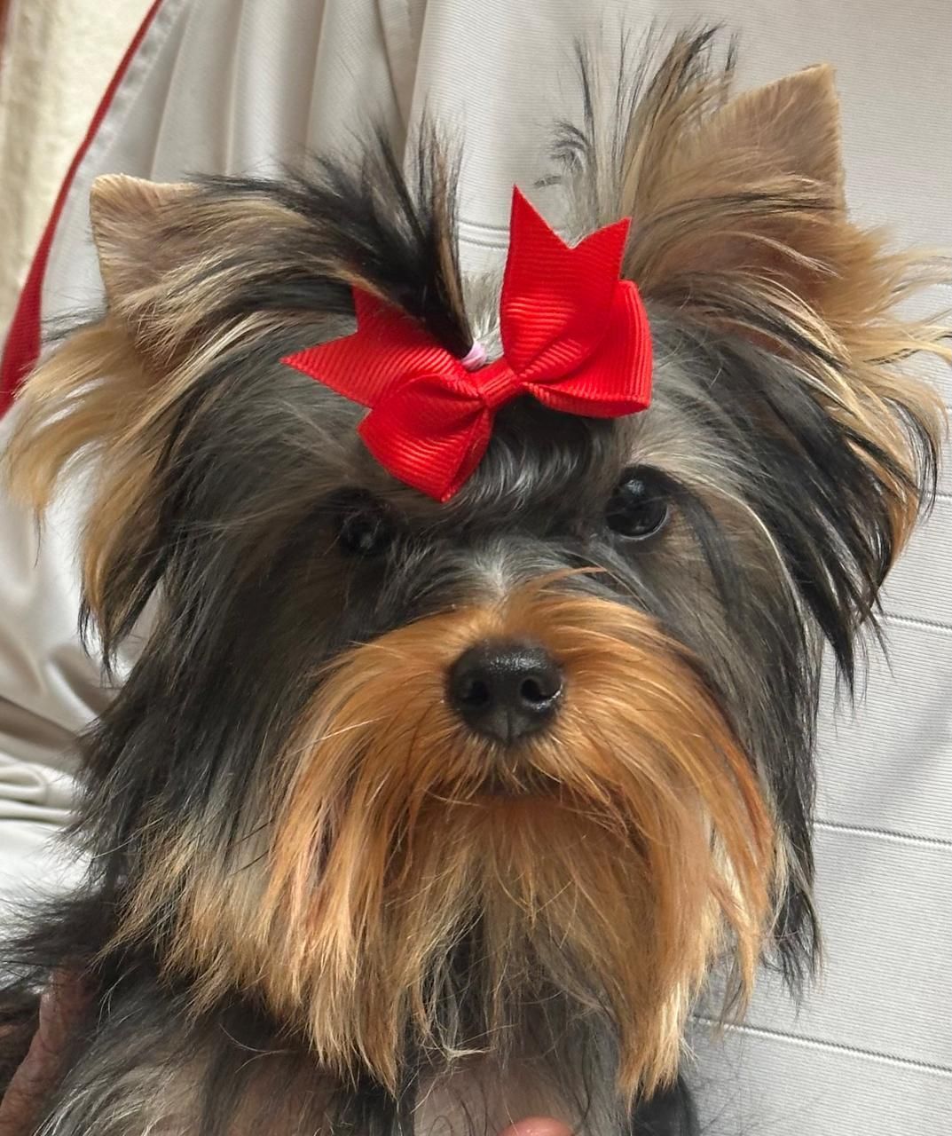 cachorro yorkshire en venta