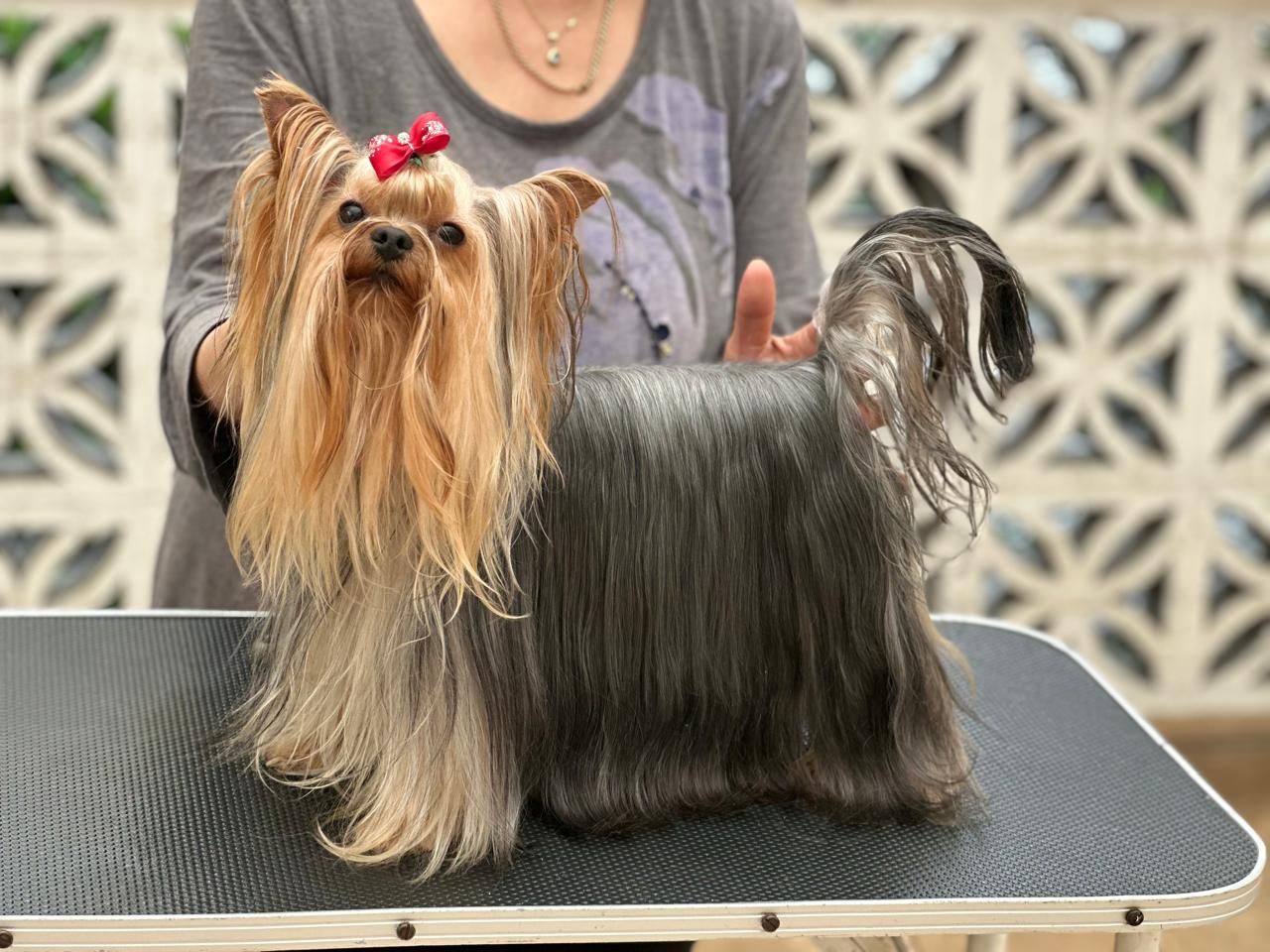 cachorro yorkie en venta