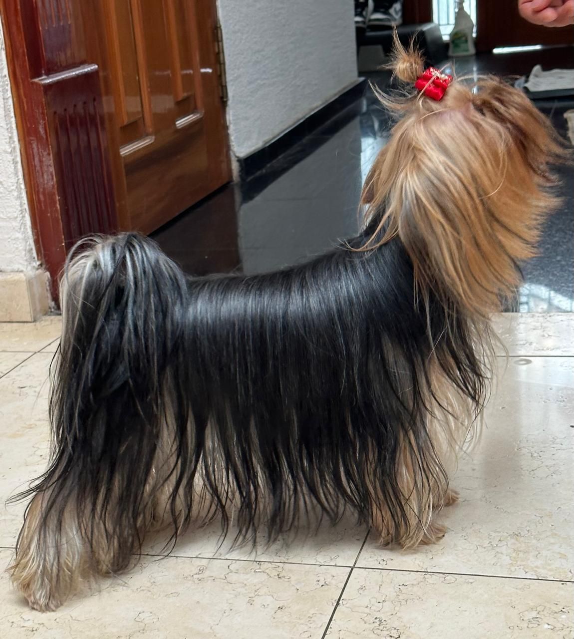 cachorro yorkie en venta