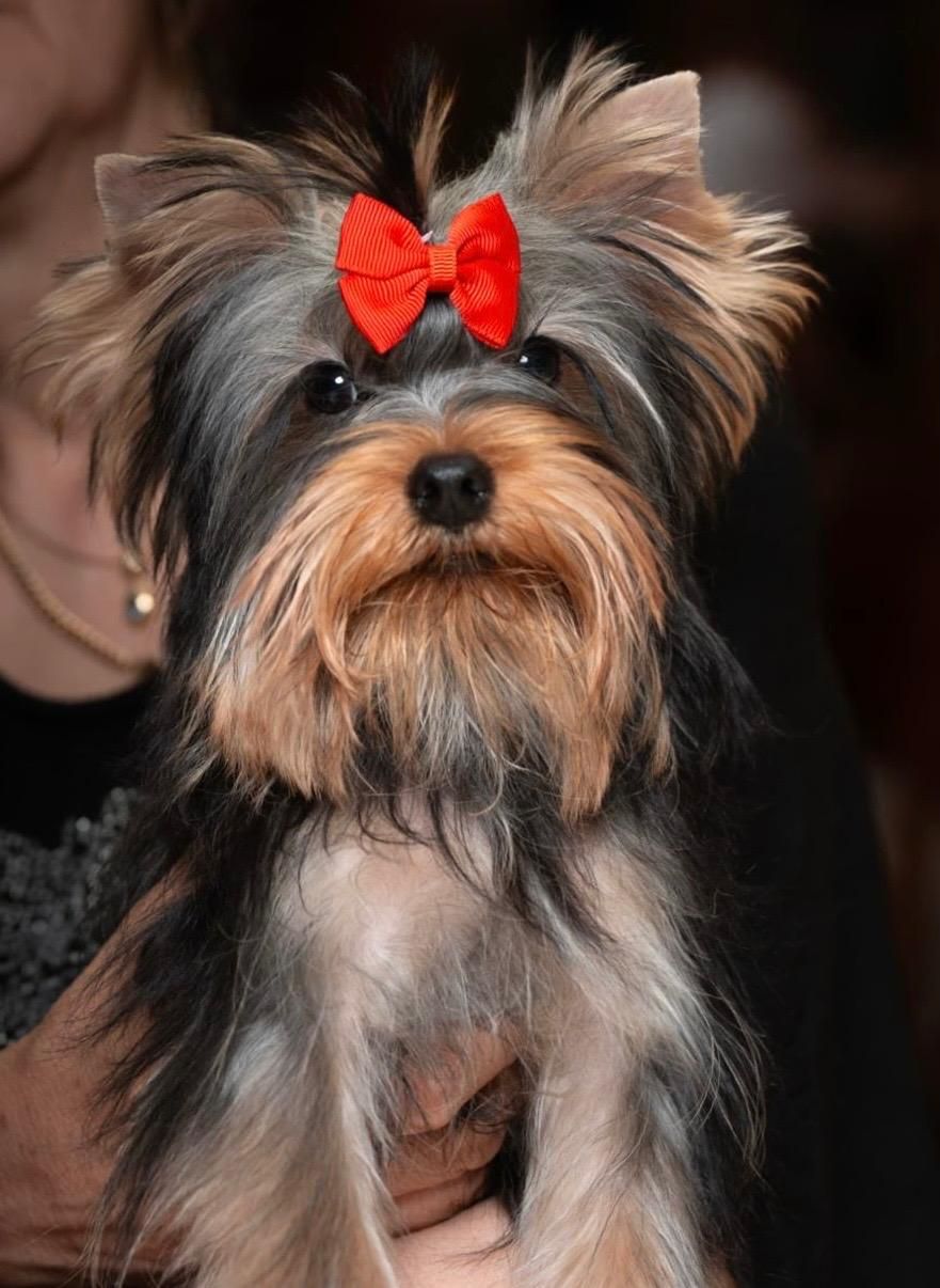 cachorros yorkshire venta