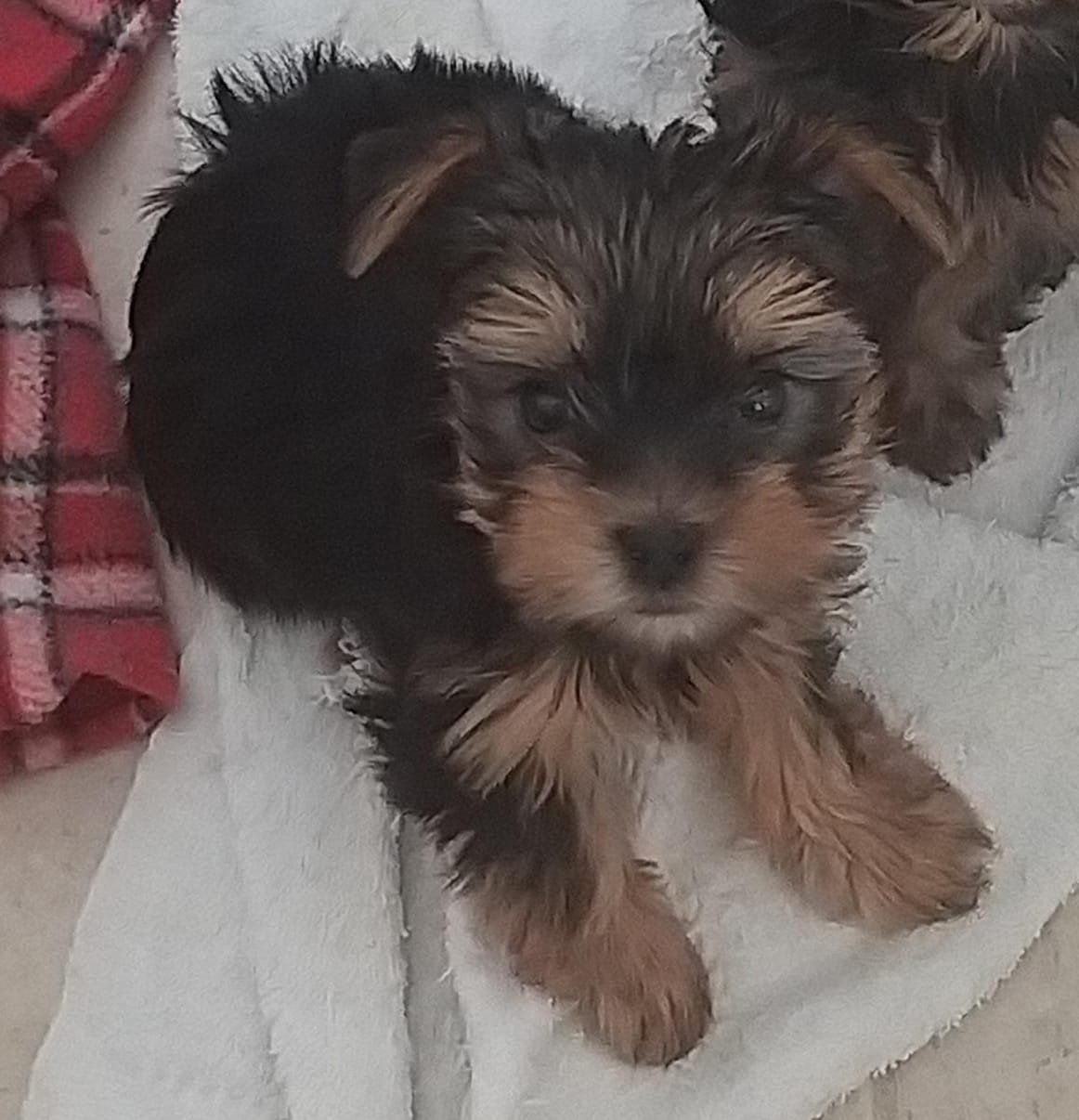 cachorros yorkshire en venta