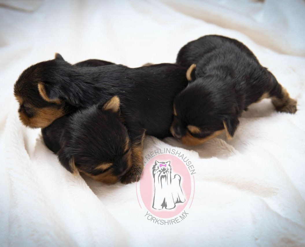 cachorros yorkshire en venta