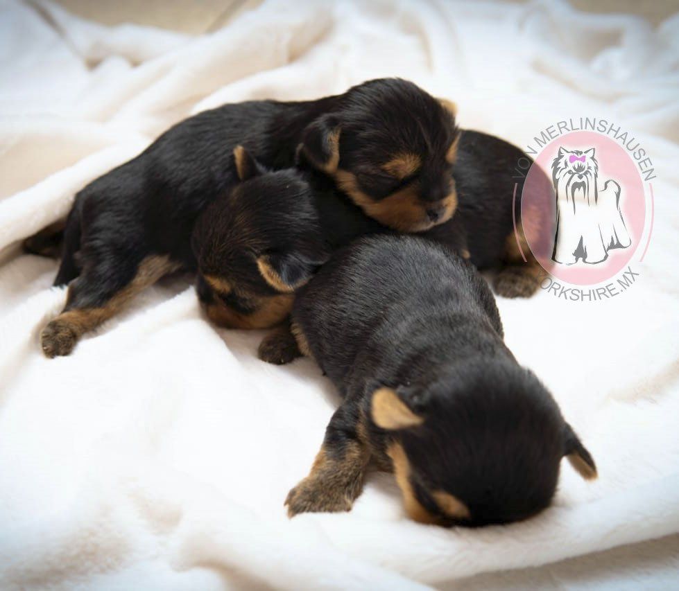 cachorros yorkshire en venta