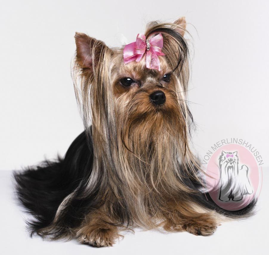 cachorros yorkshire en venta