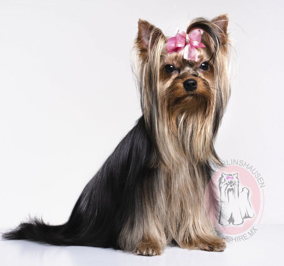 cachorros yorkshire en venta