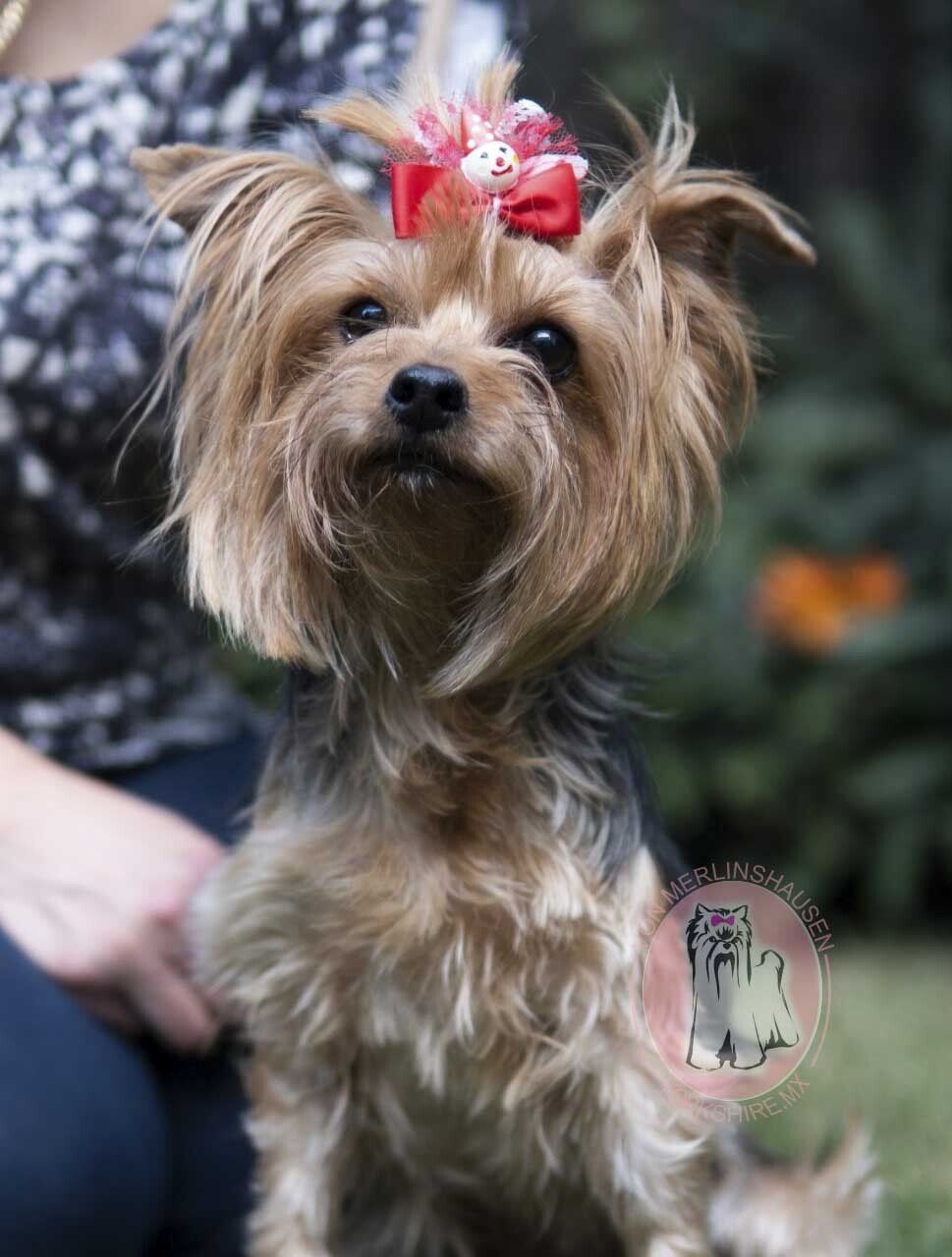 criadero de yorkies en cdmx