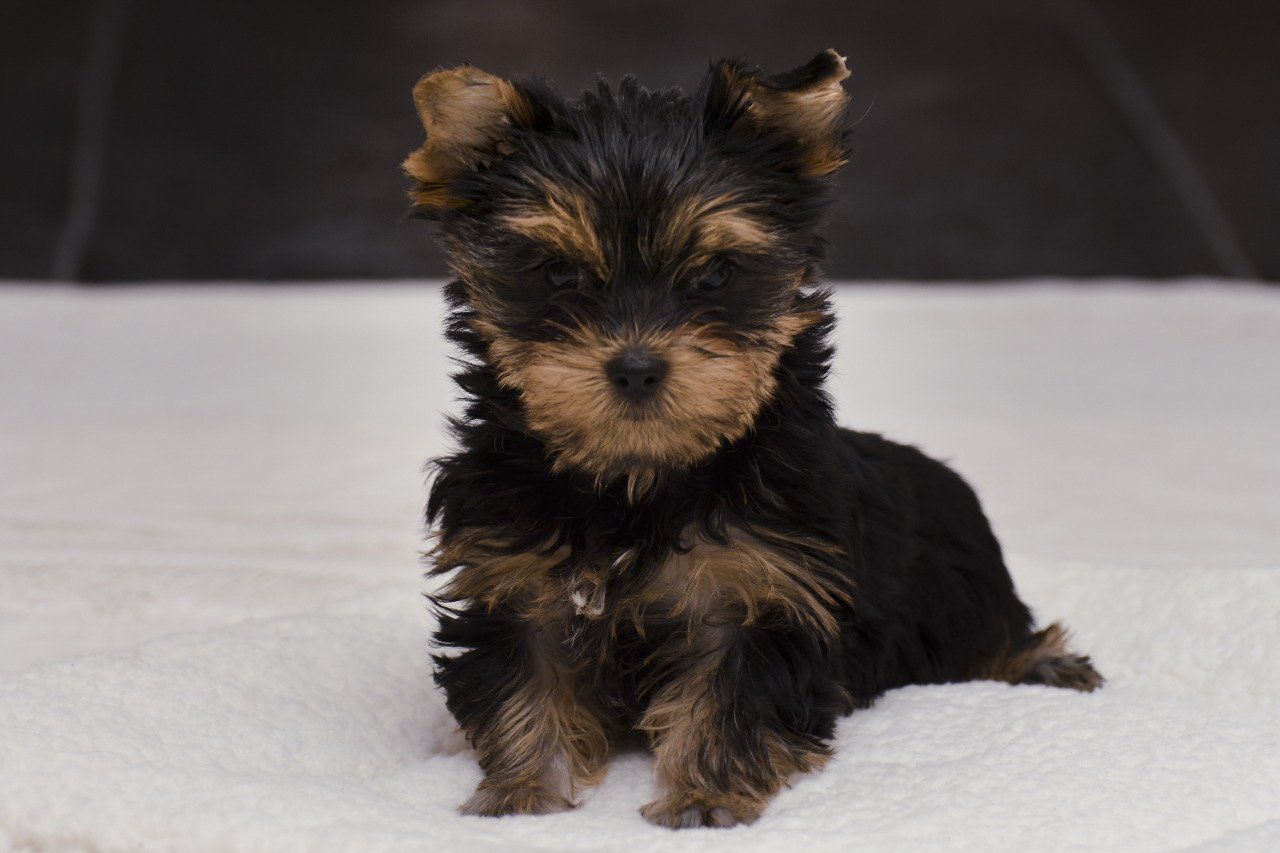 cachorro yorkshire en venta