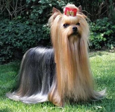 yorkie en venta en Mesa