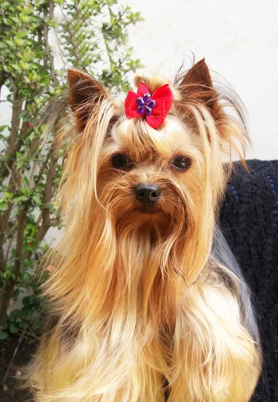 yorkie en venta