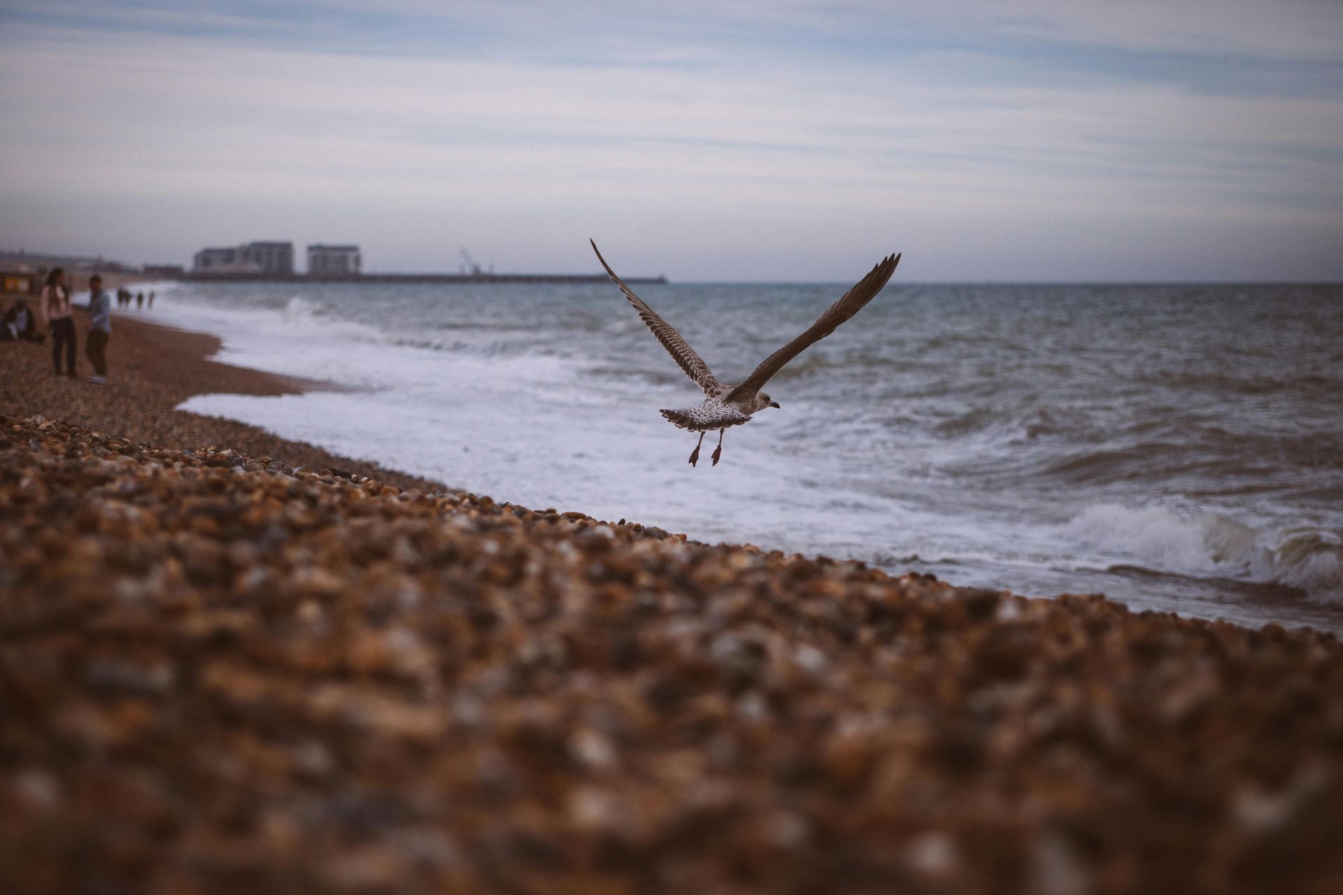 image of seaside landscape with a flying bird