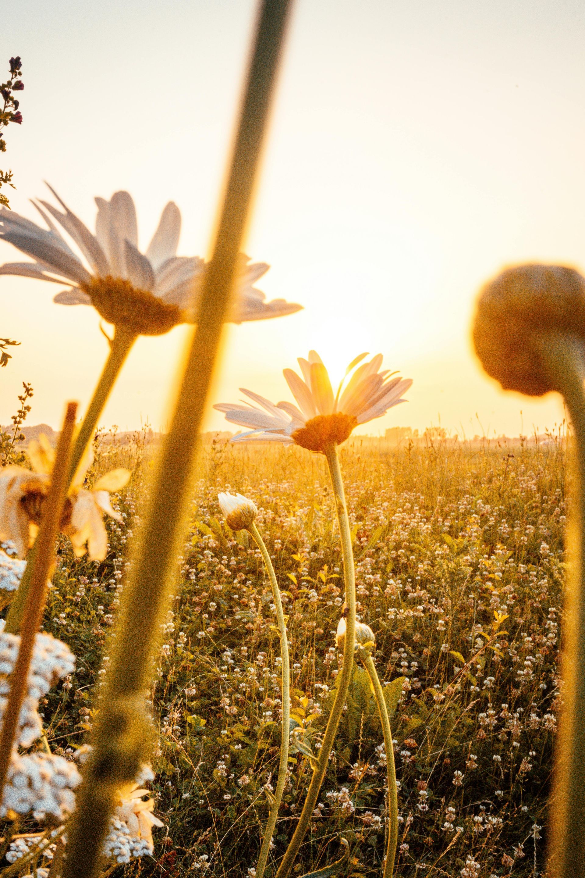 sunset with flowers