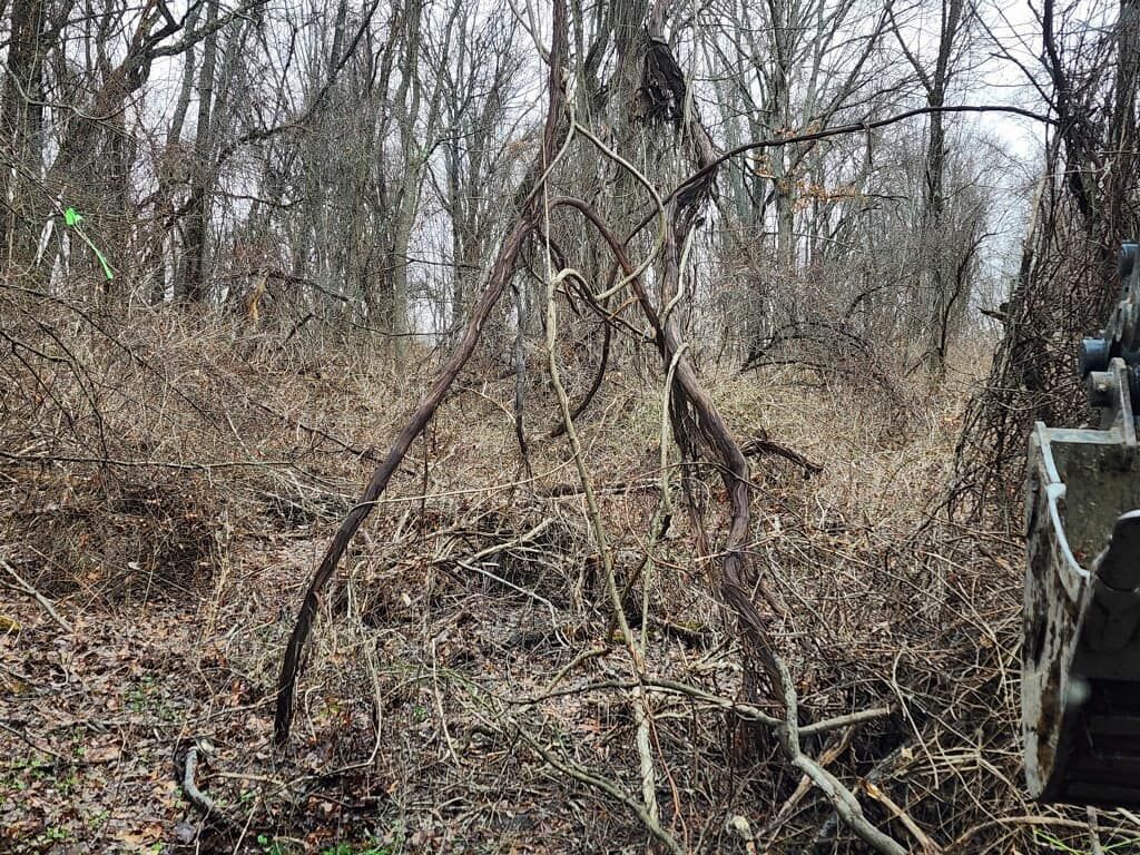 A pile of branches and leaves in the middle of a forest.