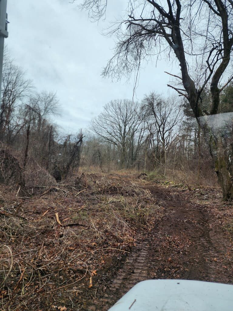A dirt road in the middle of a forest with trees in the background.