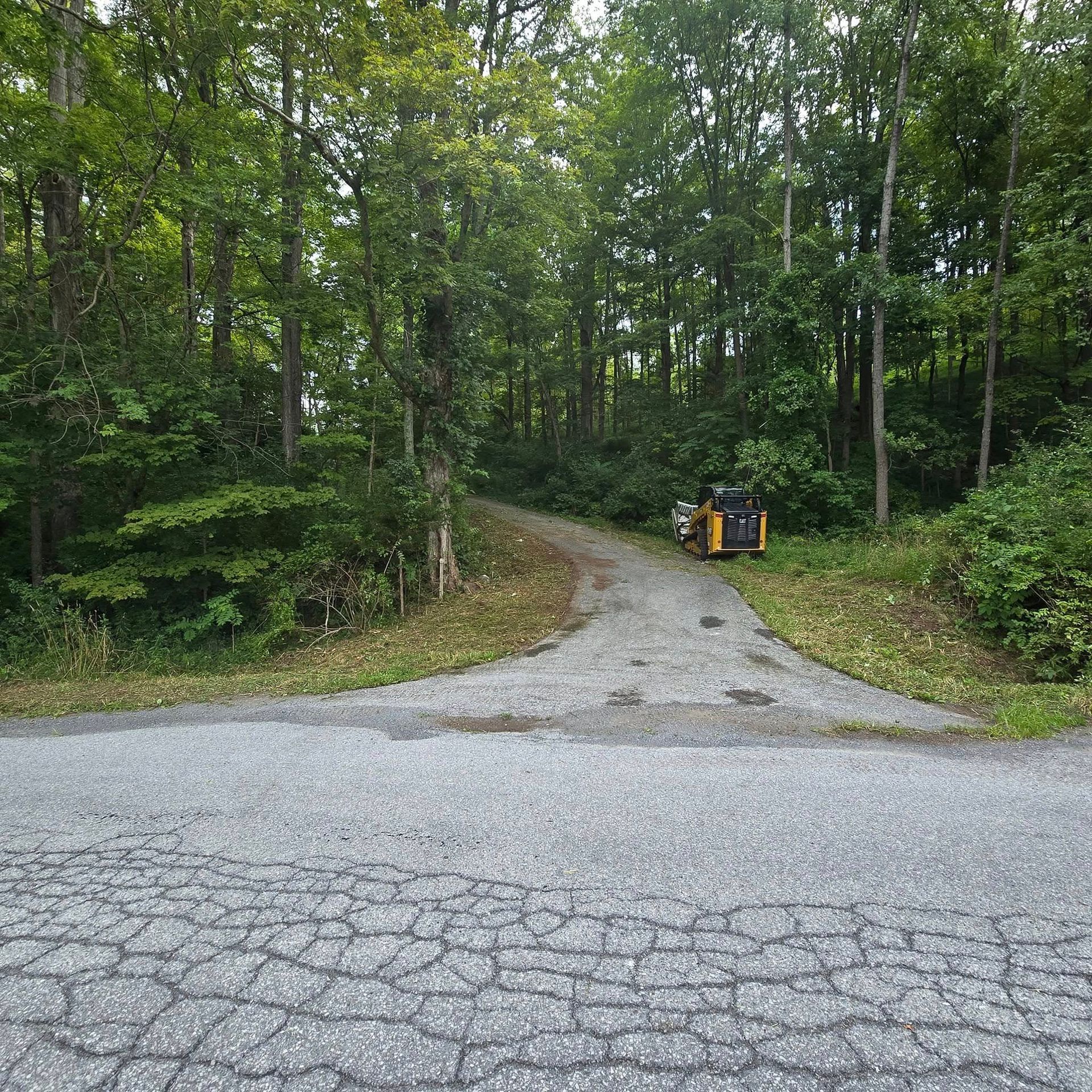A dirt road going through a forest with trees on both sides.