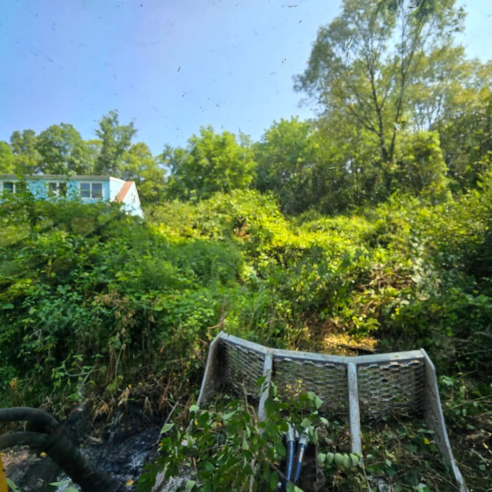 A lush green forest with a house in the background
