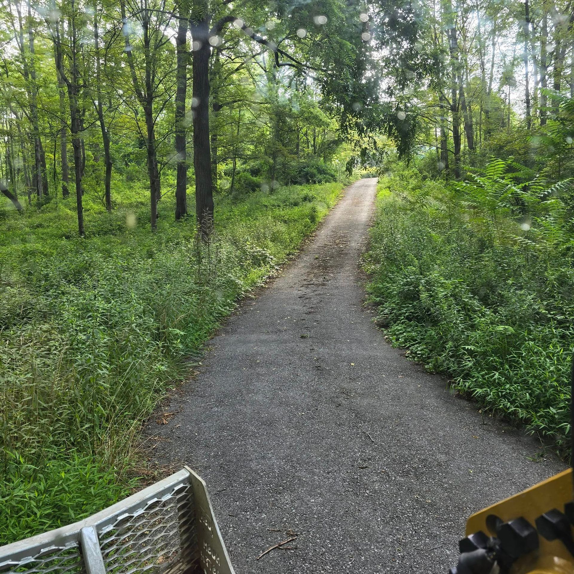 A dirt road going through a lush green forest.