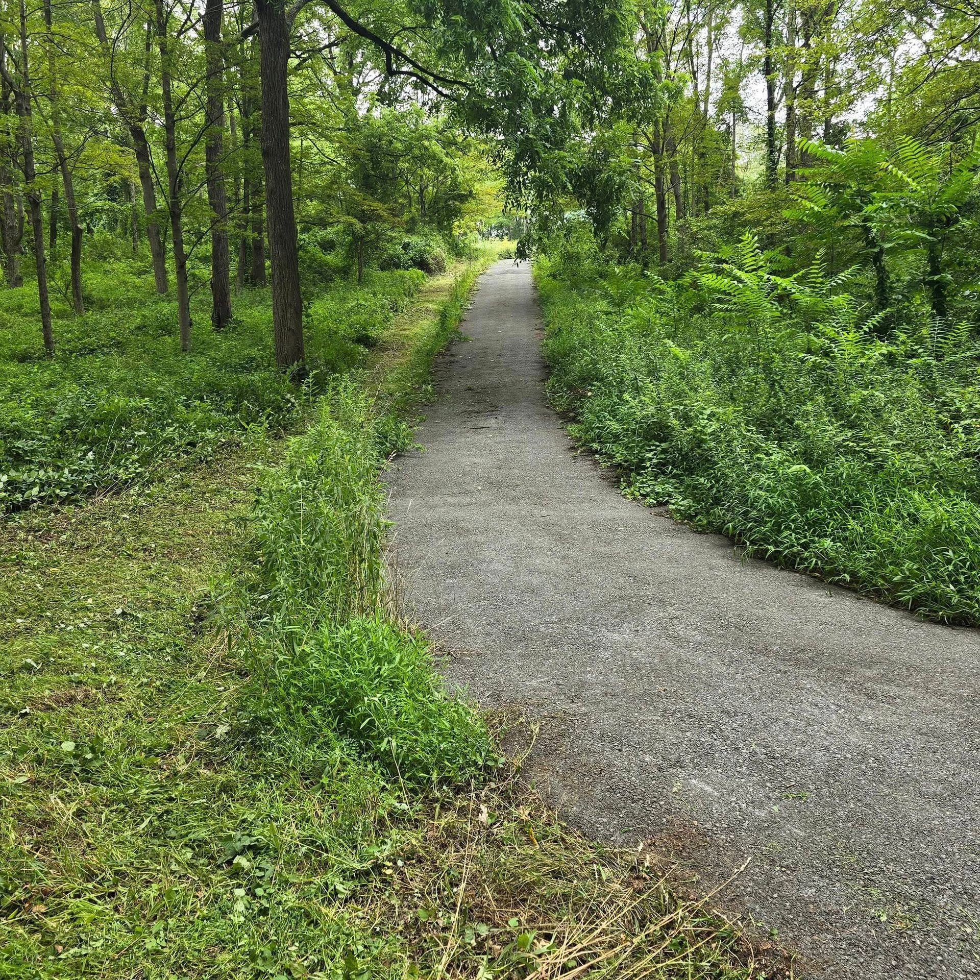 A gravel path going through a lush green forest.