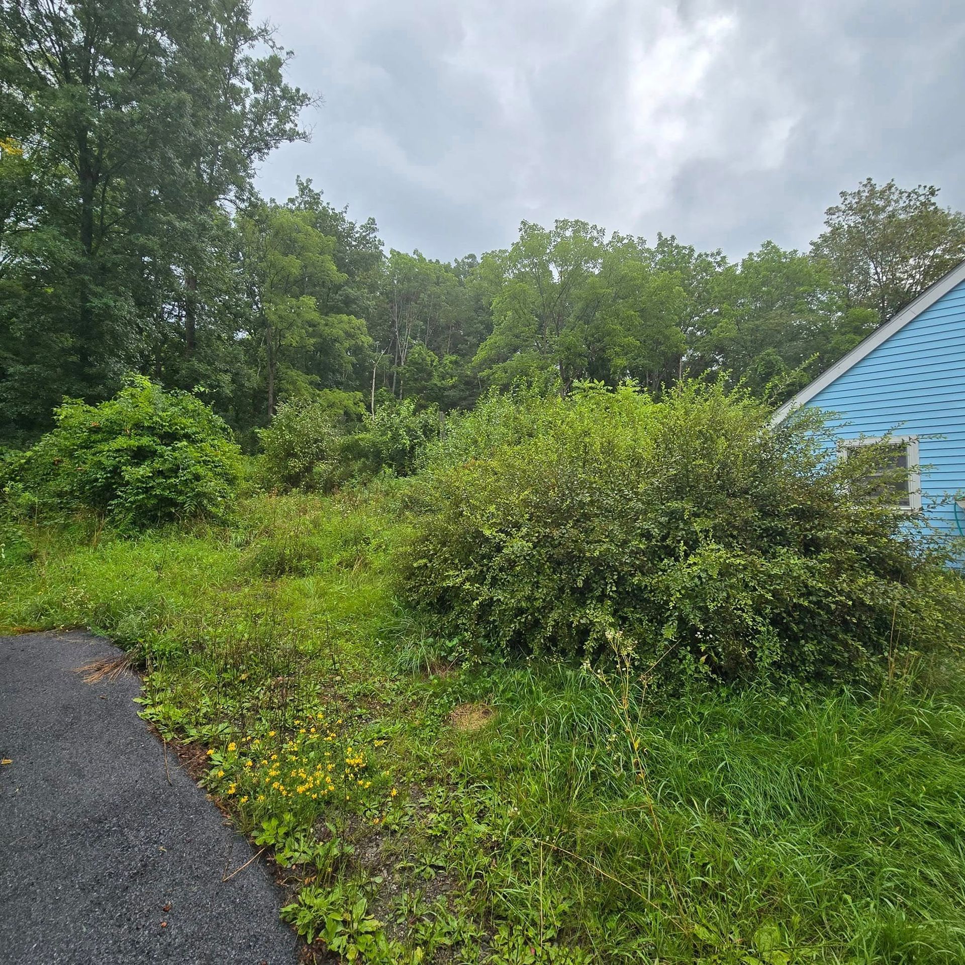 A blue house is sitting in the middle of a grassy field surrounded by trees.