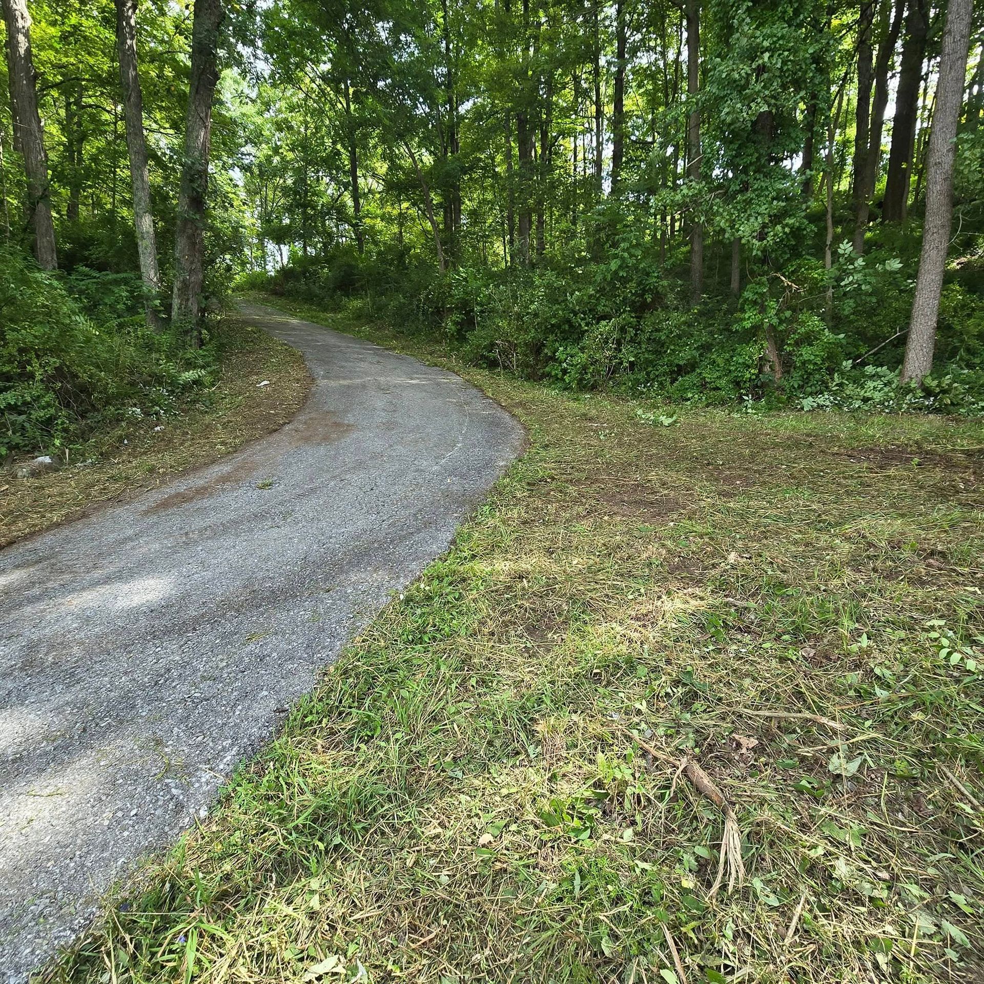A gravel road going through a lush green forest.
