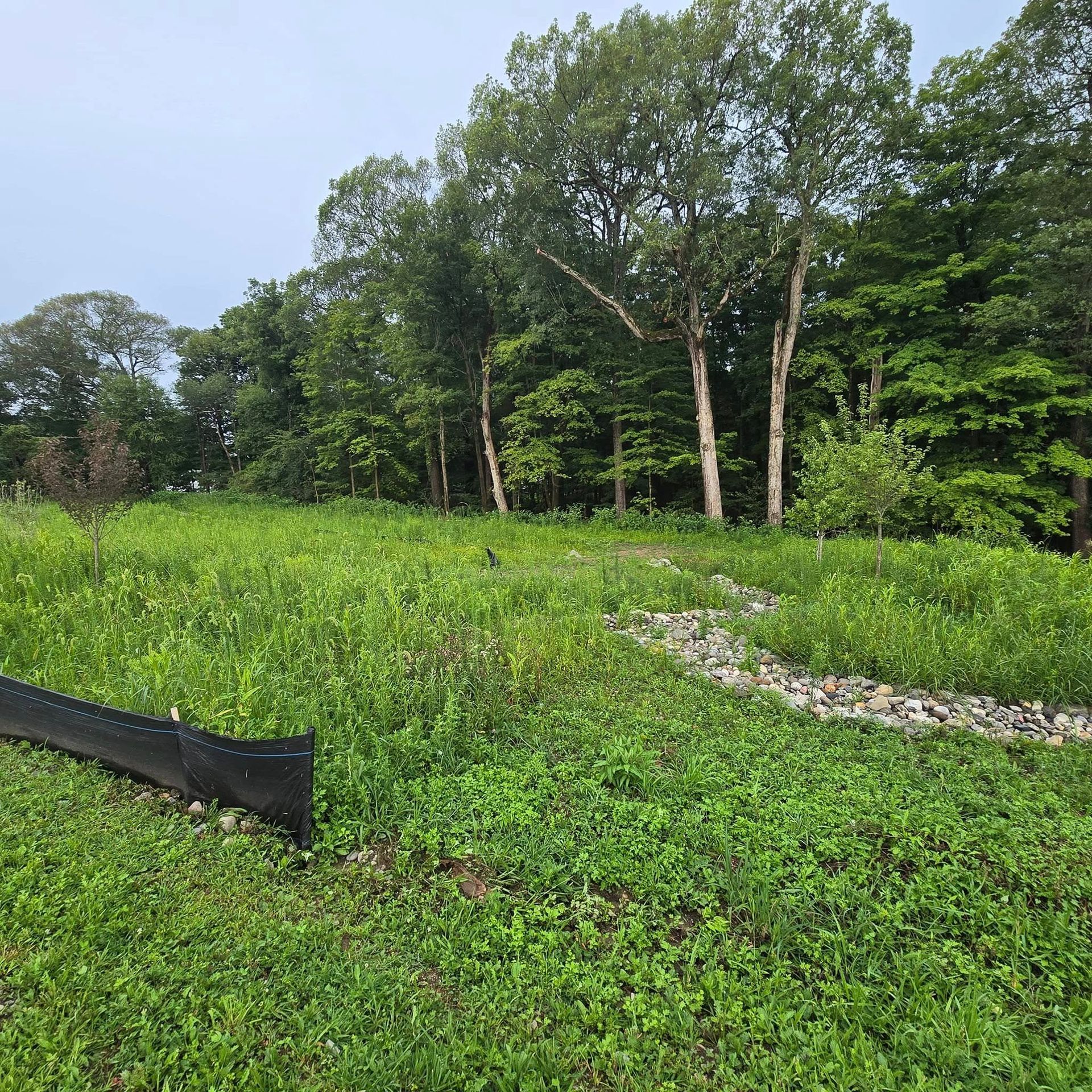 A grassy field with trees in the background and a black fence in the foreground.
