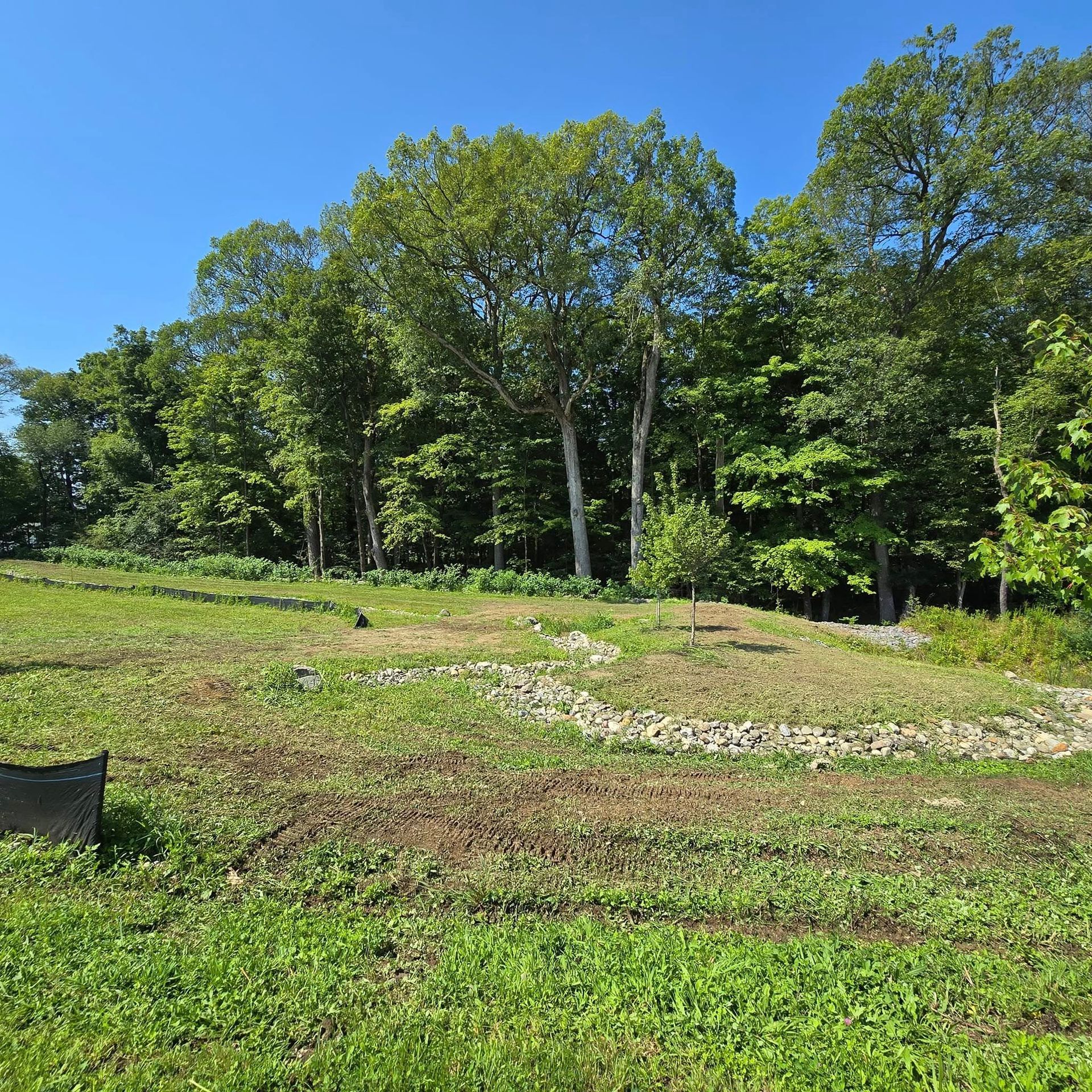 A grassy field with trees in the background on a sunny day