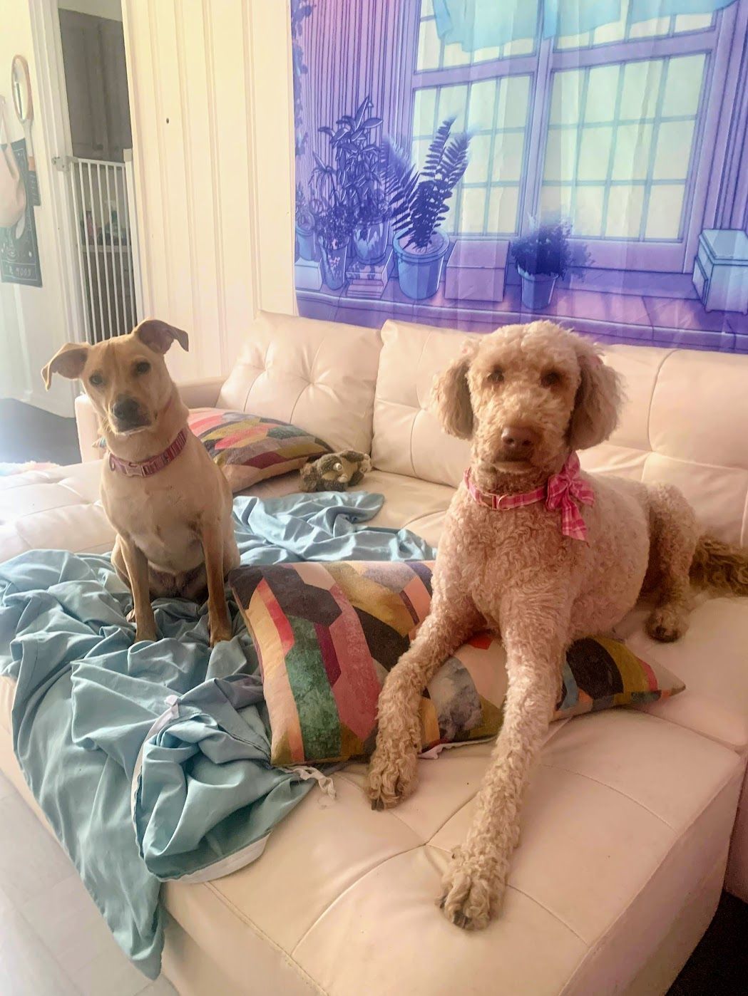 Doggy K Care dog sitter Paducah KY Lone Oak, Murray, Mayfield, Western Kentucky Reliable Pet Sitter, Find Paducah Dog Sitter