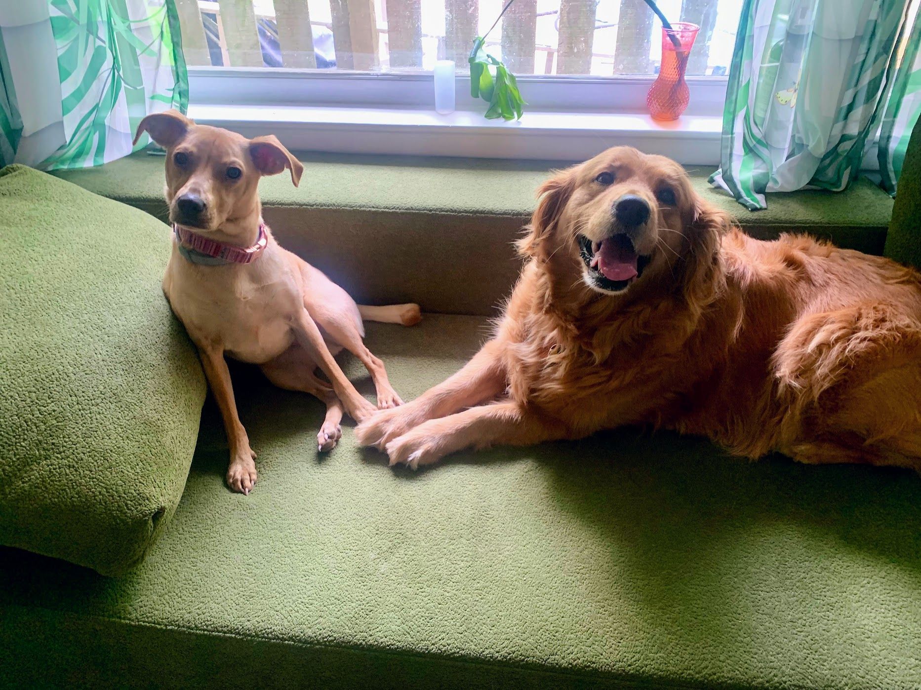 Reliable dog  boarding pet sitter in Paducah providing excellent animal care near me in midtown Paducah 