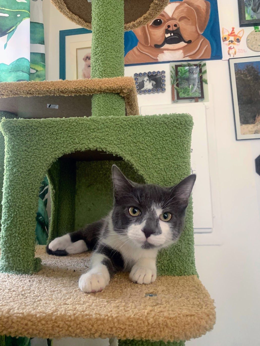 Dog walking services in Paducah, KY with trusted pet sitters providing exercise and care for dogs in Lone Oak, Reidland