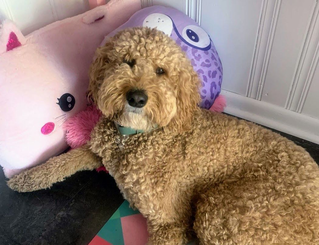 Doggy K Care dog sitter Paducah KY Lone Oak, Murray, Mayfield, Western Kentucky Reliable Pet Sitter, Find Paducah Dog Sitter