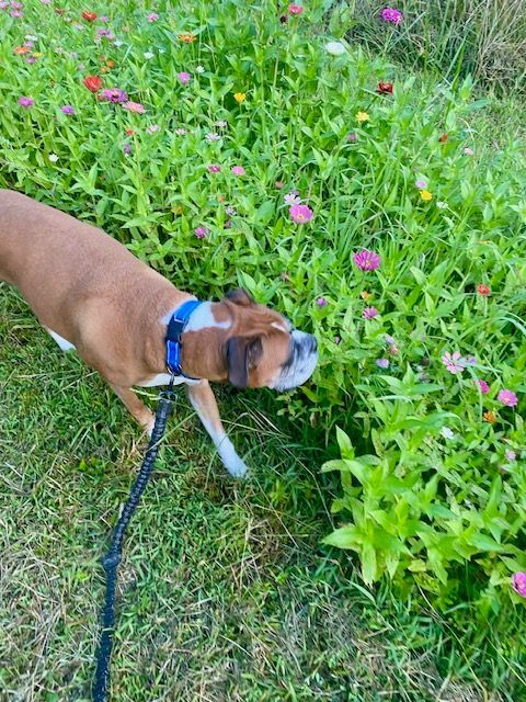 Dog Boarding Paducah Pet Care Cat Boarding Animal Car Near Me Dog Kennel Daycare Pet Sitter