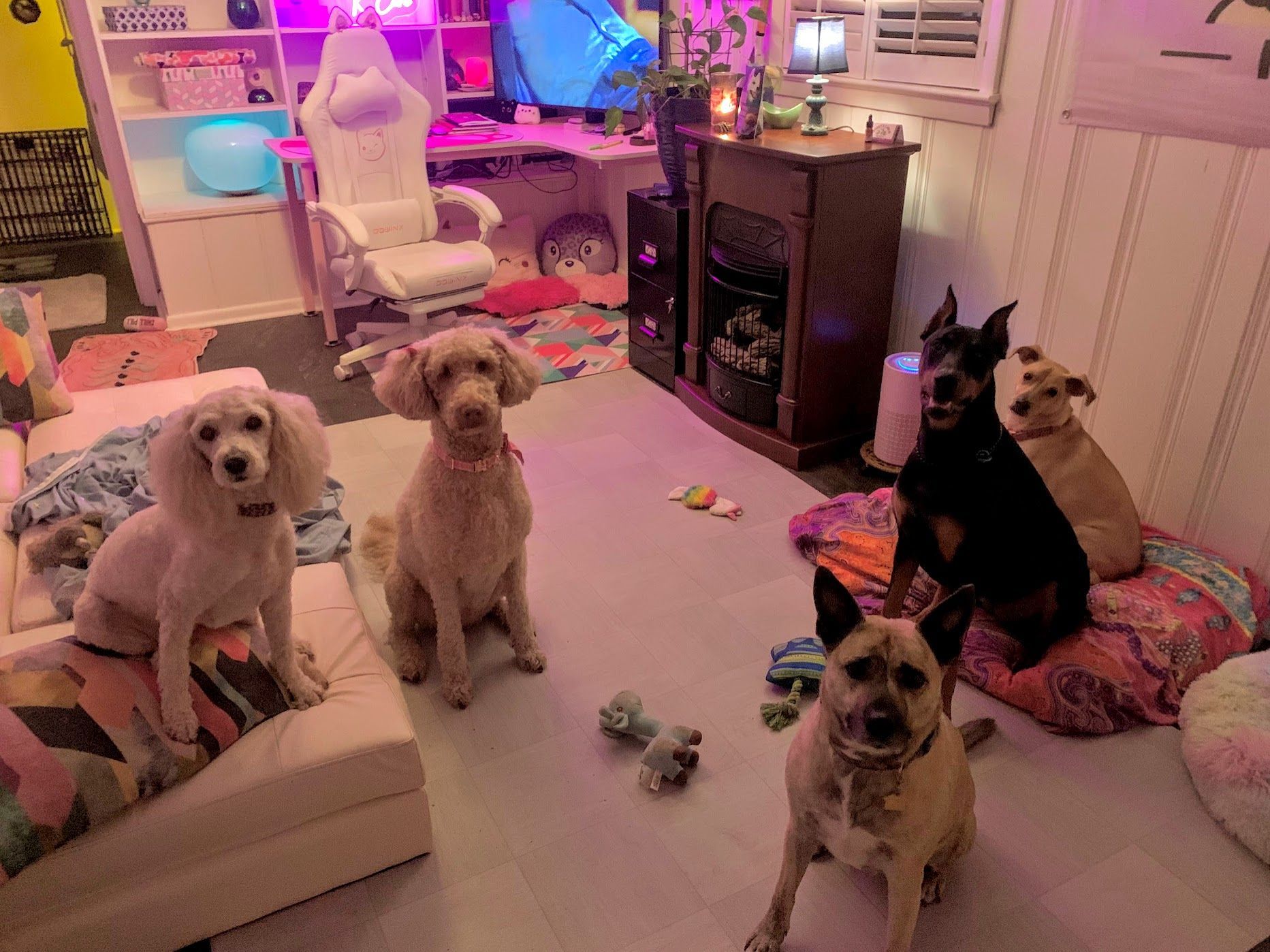 Dog walking services in Paducah, KY with trusted pet sitters providing exercise and care for dogs in Lone Oak, Reidland