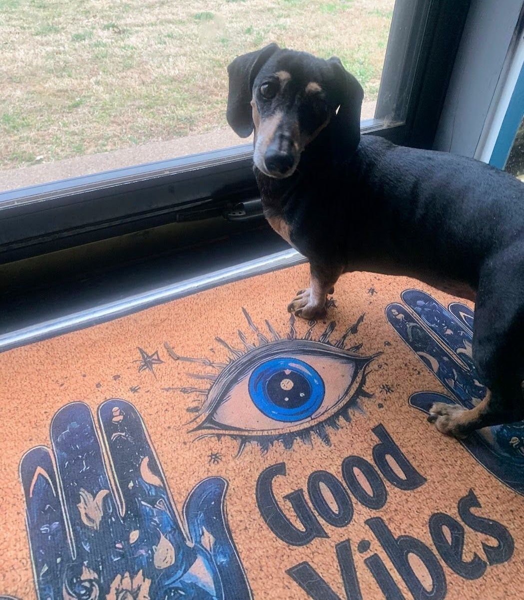 Paducah dog boarding cat care animal sitter Pet Airbnb Pet Hotel Paducah Dog Kennel Animal Babysitter Paducah Pet Care