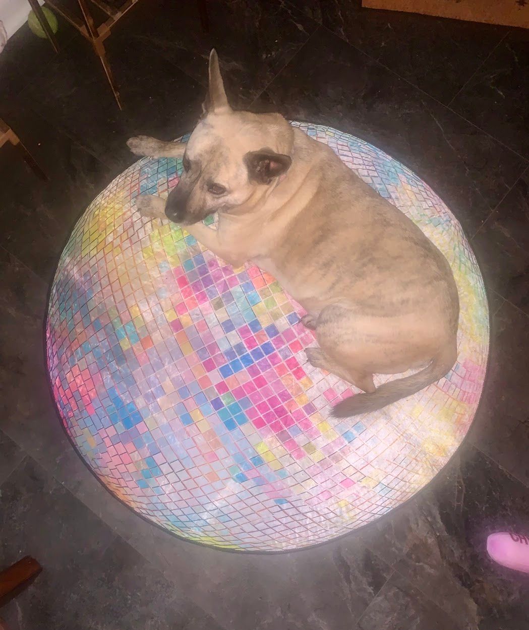 Dog boarding and doggy day care reliable animal care in Paducah by trusted pet sitter