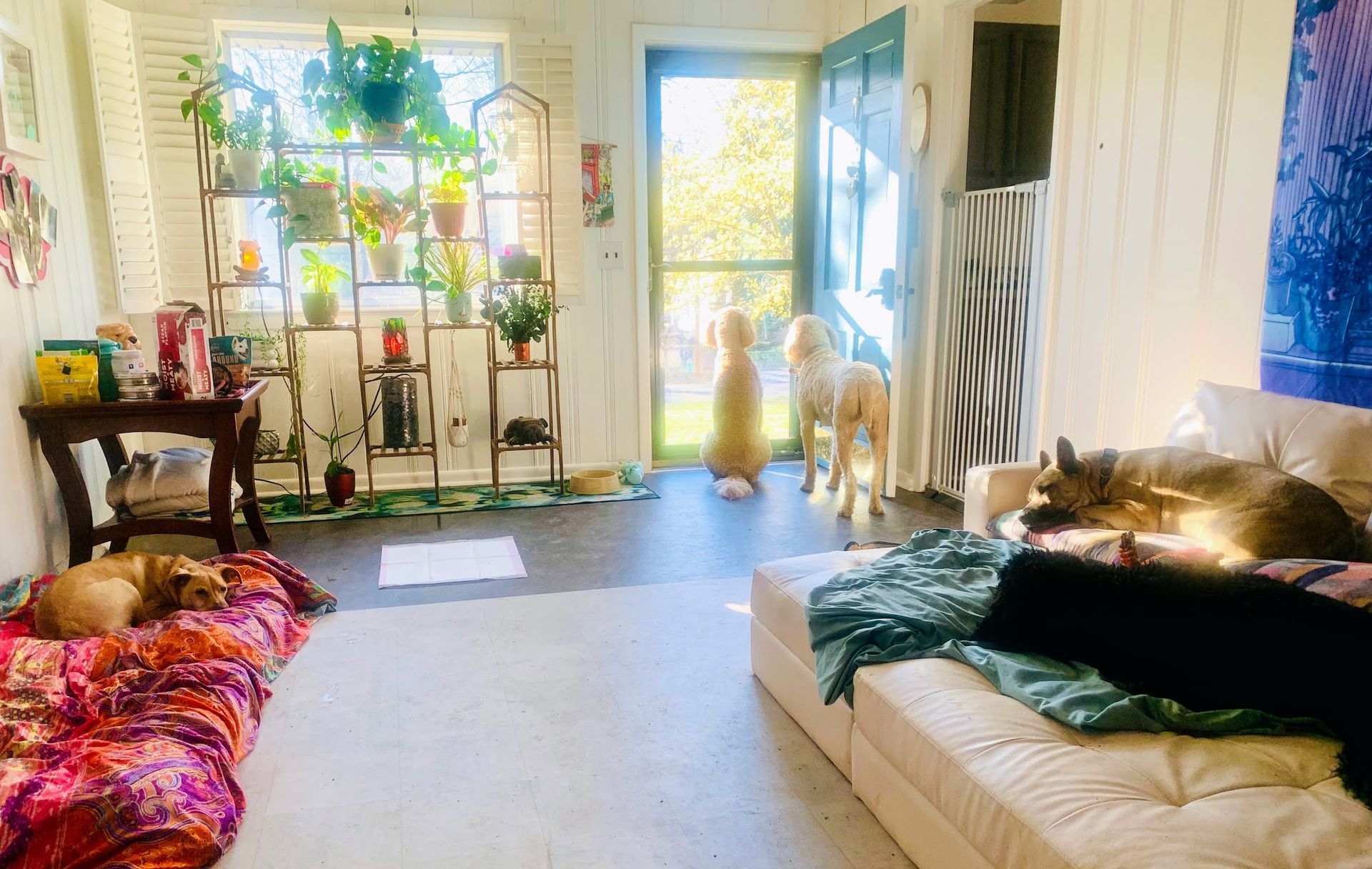 Dog walking services in Paducah, KY with trusted pet sitters providing exercise and care for dogs in Paducah Kentucky