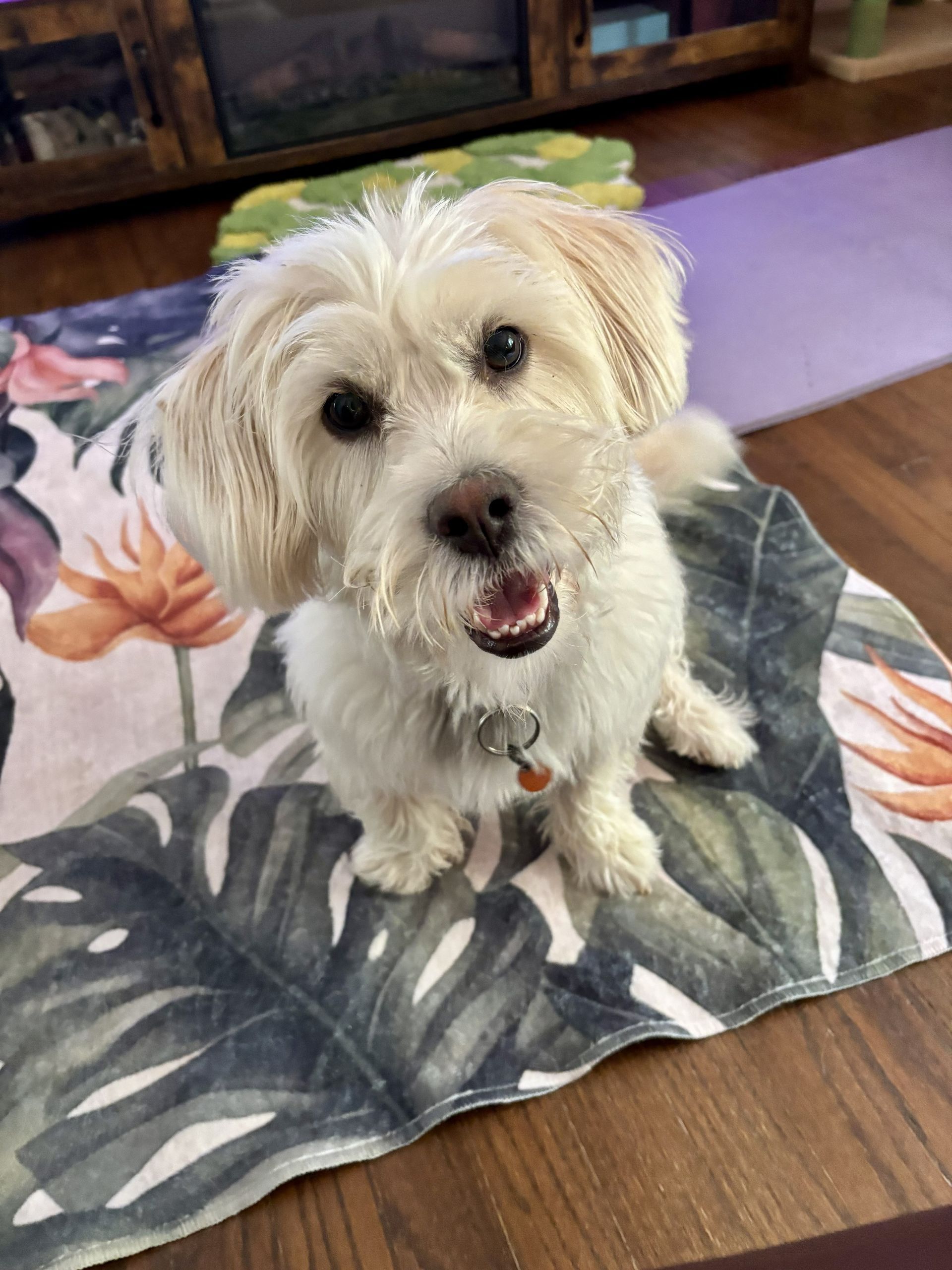 Reliable dog  boarding pet sitter in Paducah providing excellent animal care near me in midtown Paducah 