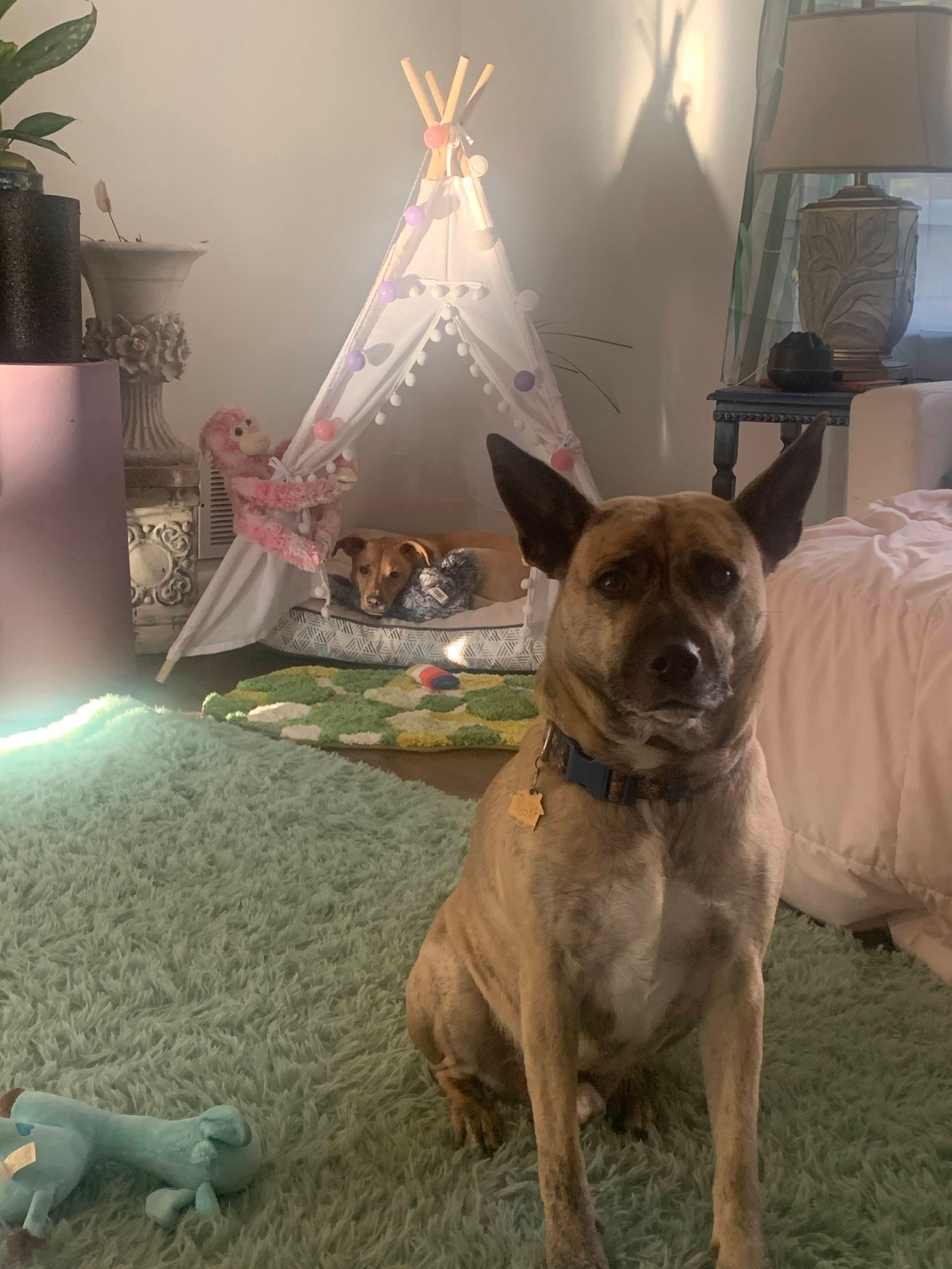 Happy dog enjoying professional dog walking service in Paducah, part of reliable pet sitting and pet care in Kentucky