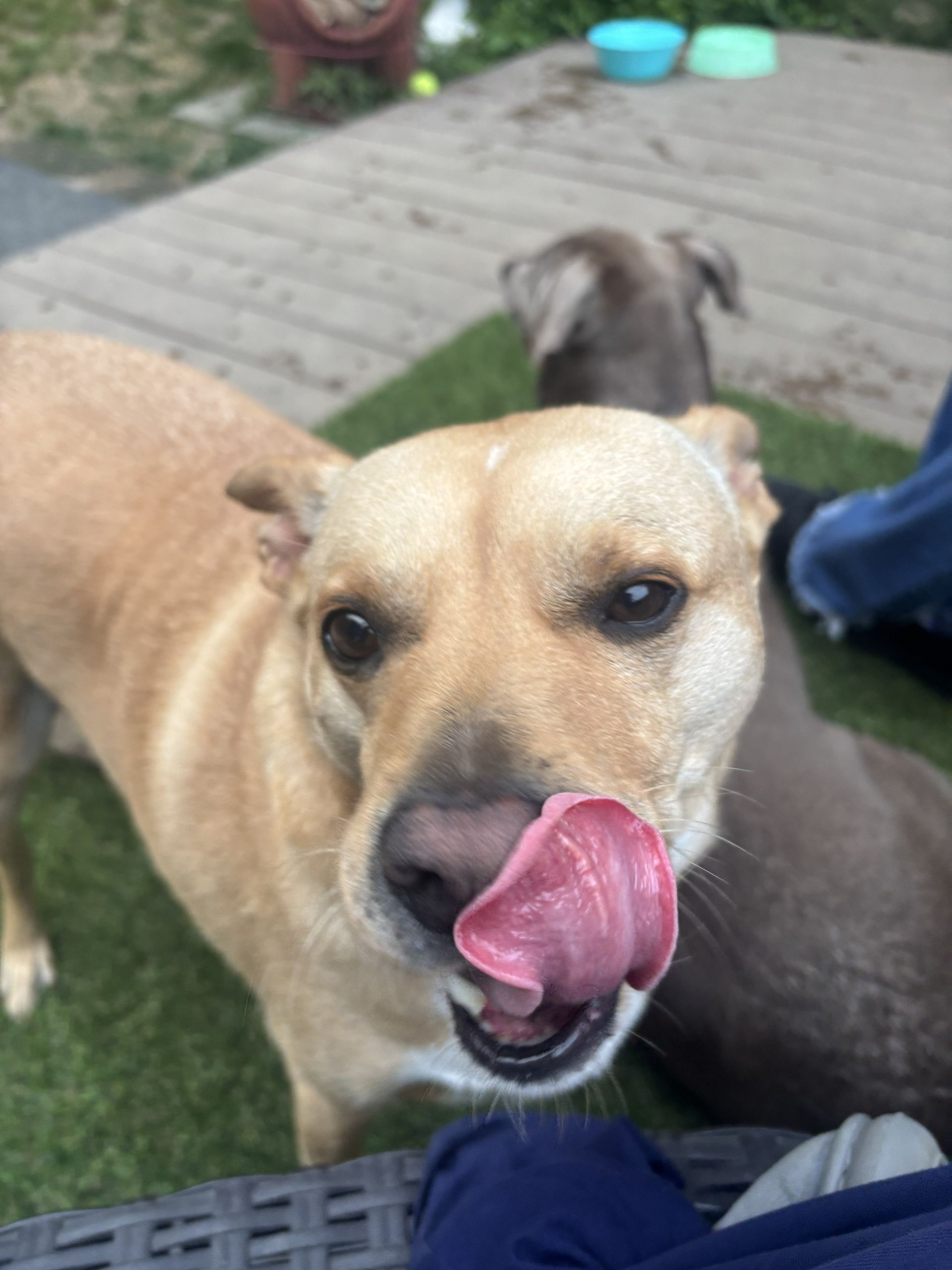 Paducah dog boarding cat care animal sitter Pet Airbnb Pet Hotel Paducah Dog Kennel Animal Babysitter Paducah Pet Care