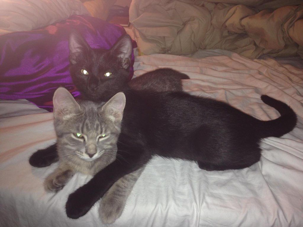 Paducah Pet Sitter in Paducah Lone Oak Murray Mayfield Reidland Benton Eddyville Pet Care Kentucky Lake Pet Care for Cats 