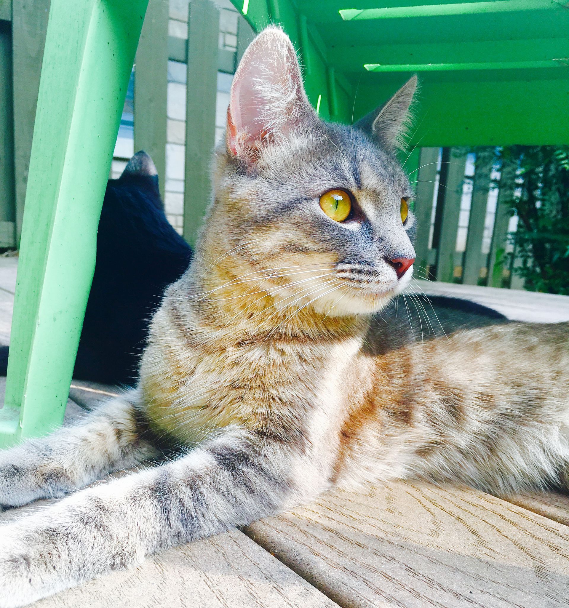 Paducah Pet Car Services offering Cat Sitting or Boarding at your house or mine