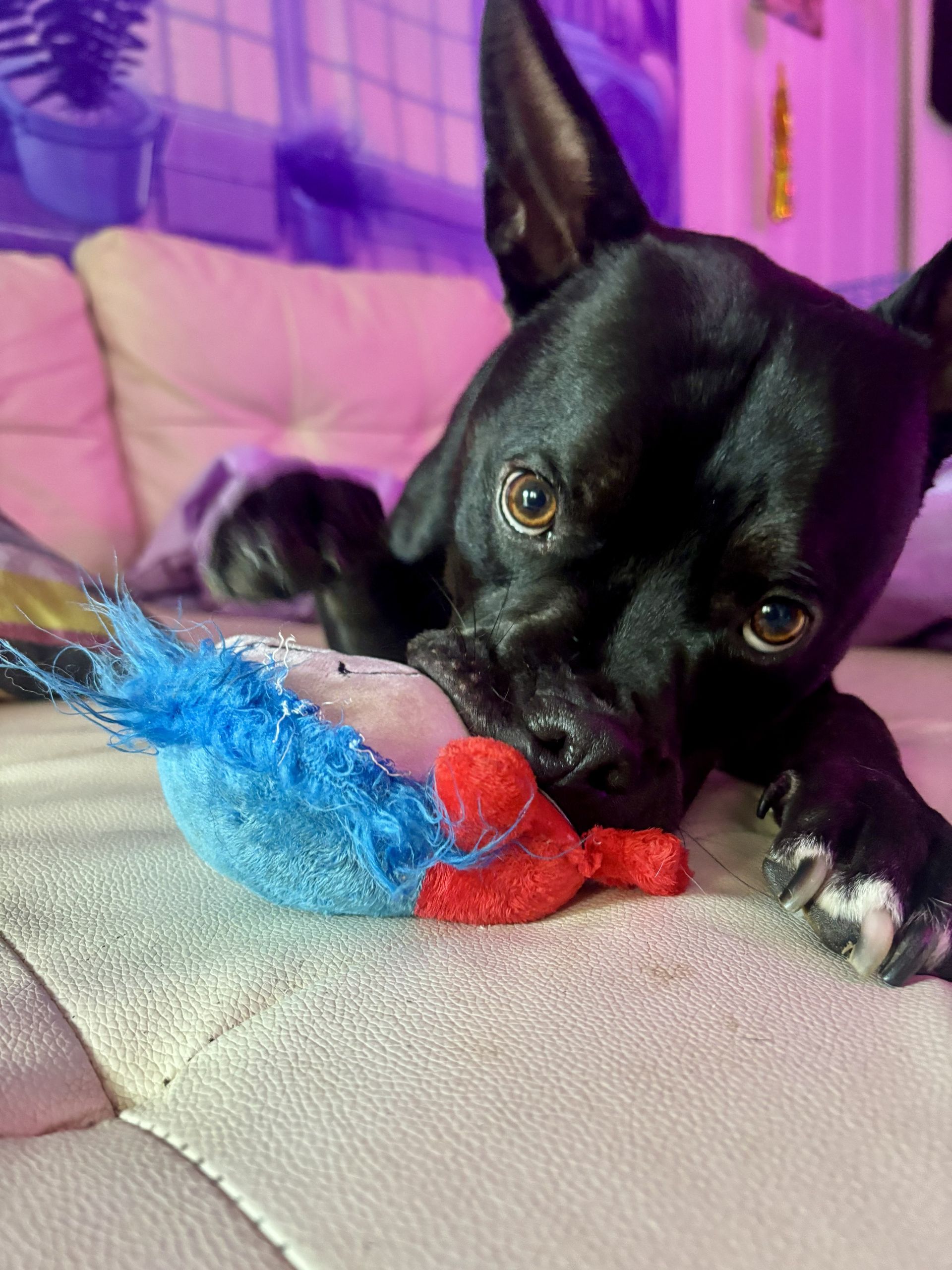 In-home dog boarding space at Doggy K Care in Paducah, KY